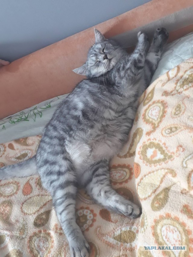 Котовторник 20.03.2018