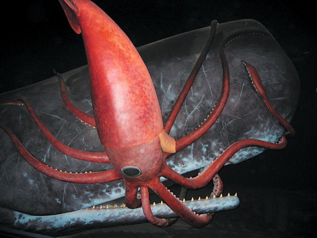 Чудо-юдо рыба-кит. Как учёные обнаружили монстра, которого долгие годы считали выдумкой