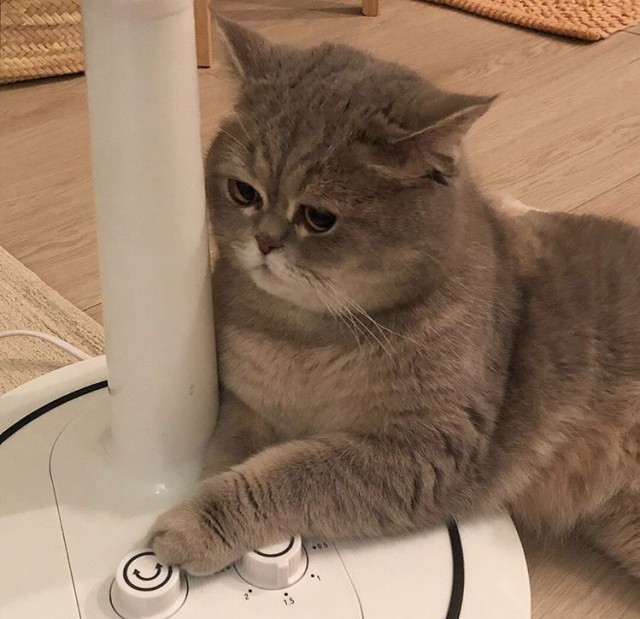 Прикольных котов пост