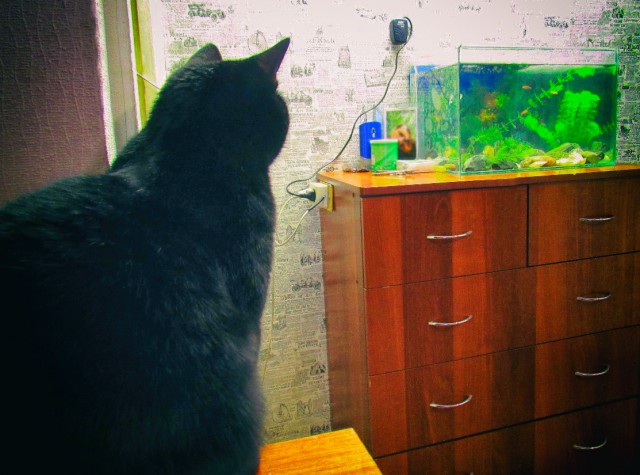 Котовторник 05.06.2018