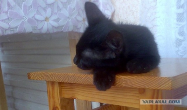Котовторник  на  ЯПлакалъ