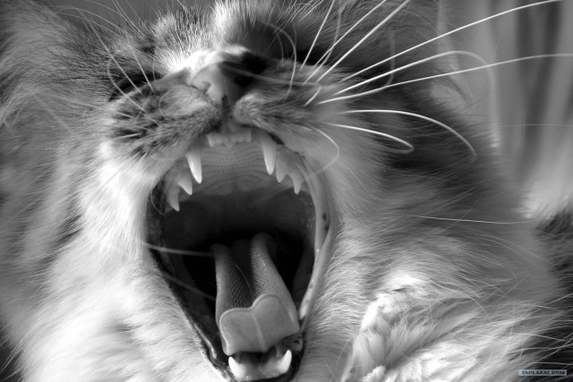 Котовторник в ЯПонии (58 фот)