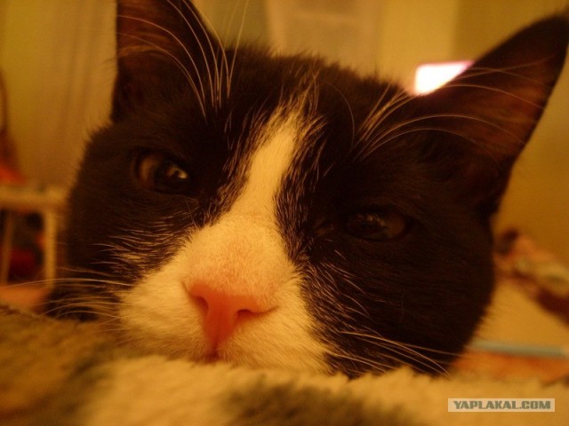 Котовторник на ЯПе (21.04.2009)