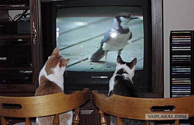 Коты и ТВ