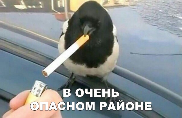 Прикольные картинки абавсём