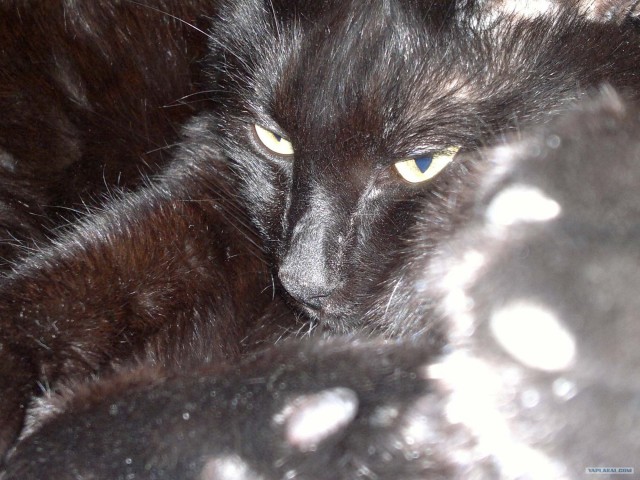 Котовторник с Максом