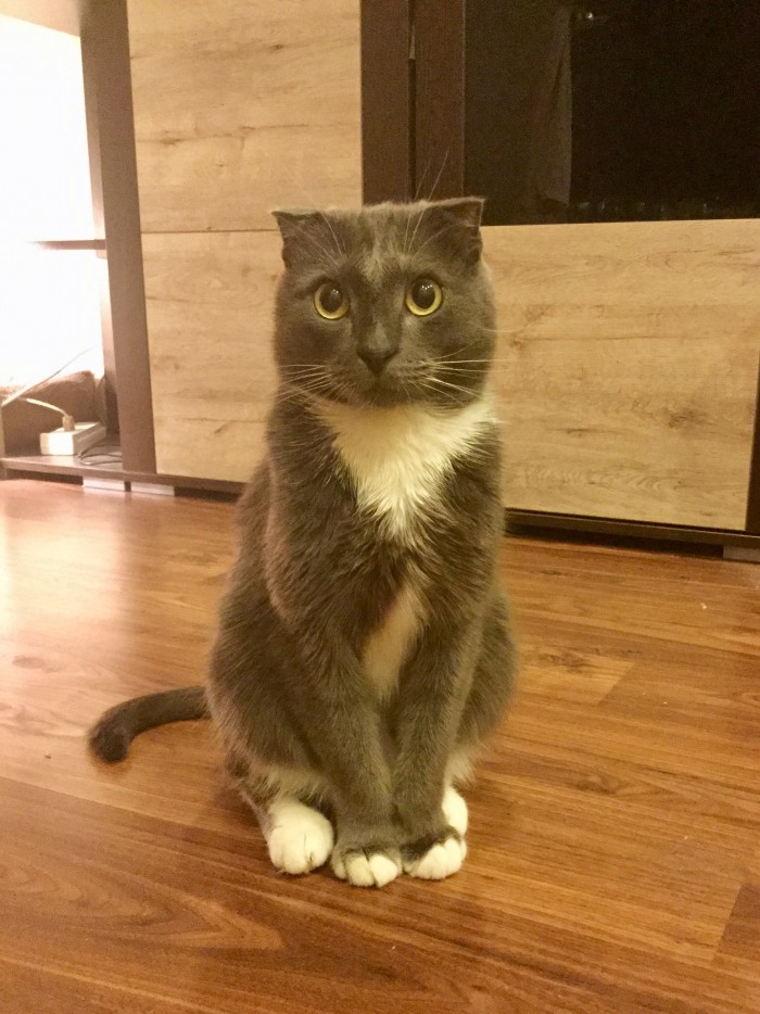Котовторник 27.11.2018