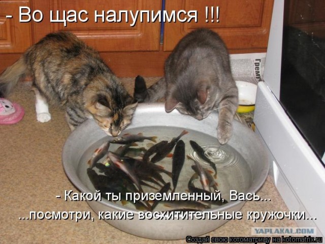 Наблюдатель