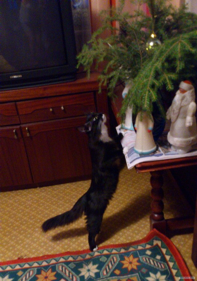 Котовторник (10.01.2012)