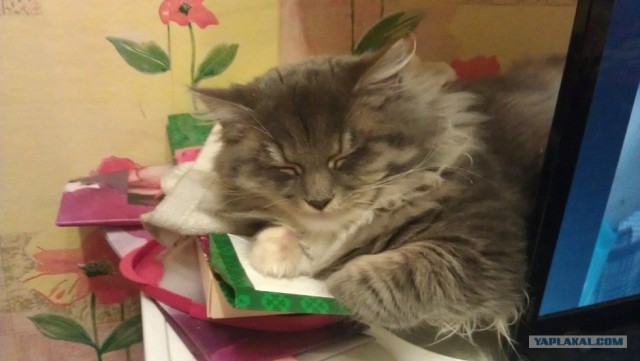 Котовторник (24. 01. 2012 )