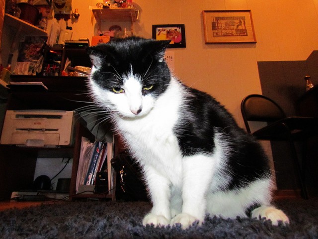 Котовторник (14.02.2012)