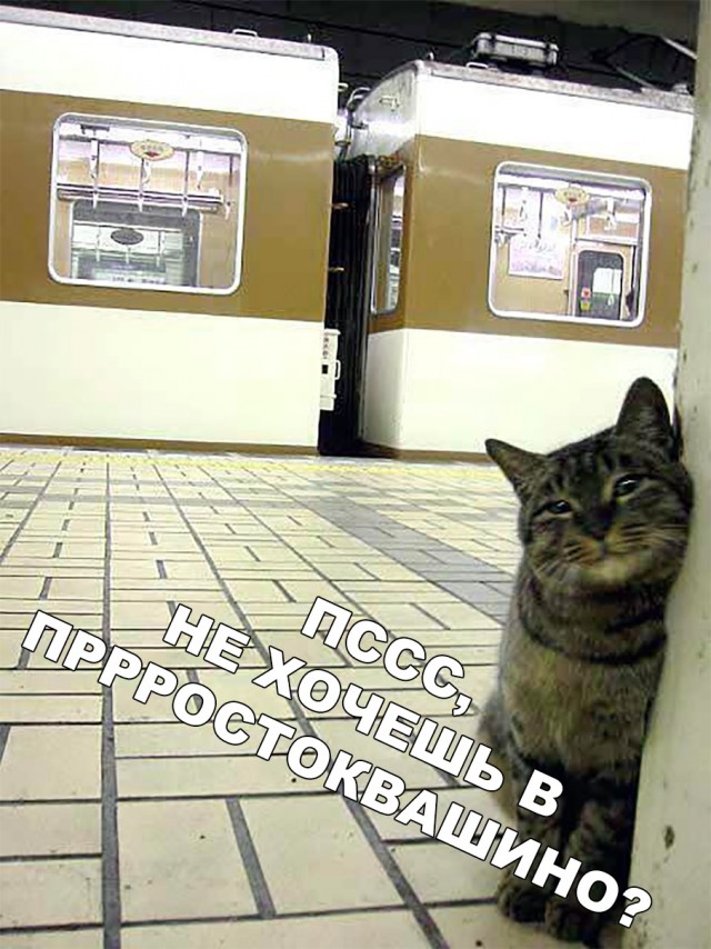 Немного милоты