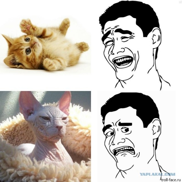 КОТОВТОРНИК (6.03.2012)