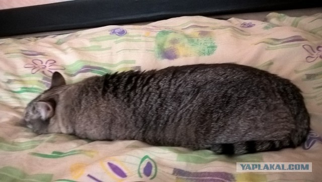 Тема про несчастного кота, в которой всем хорошим людям автор показывает сиськи!2