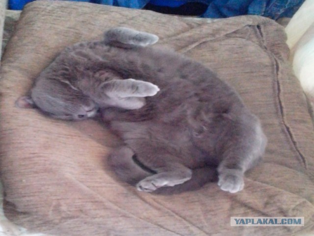 Кошки, которые заснули в самых невообразимых позах