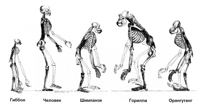 Сексуальное поведение человека