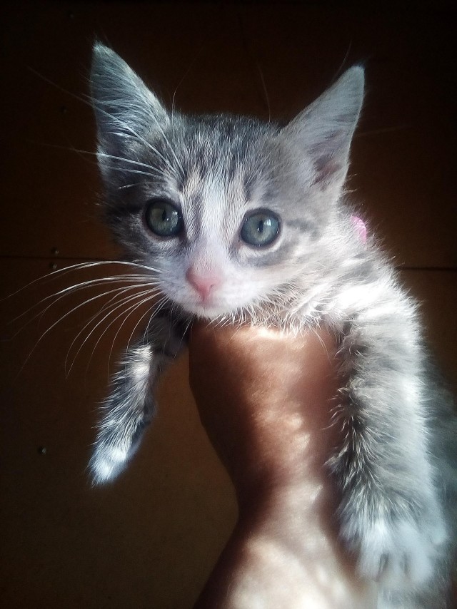 Забавные фото котеек