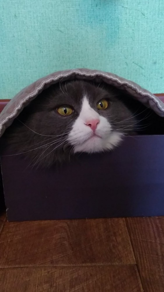 ЯП в кошках