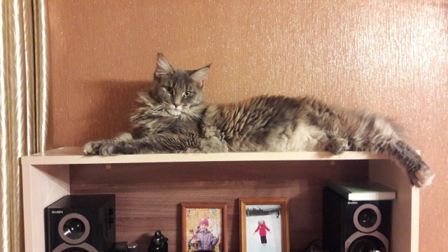 ЯП в кошках