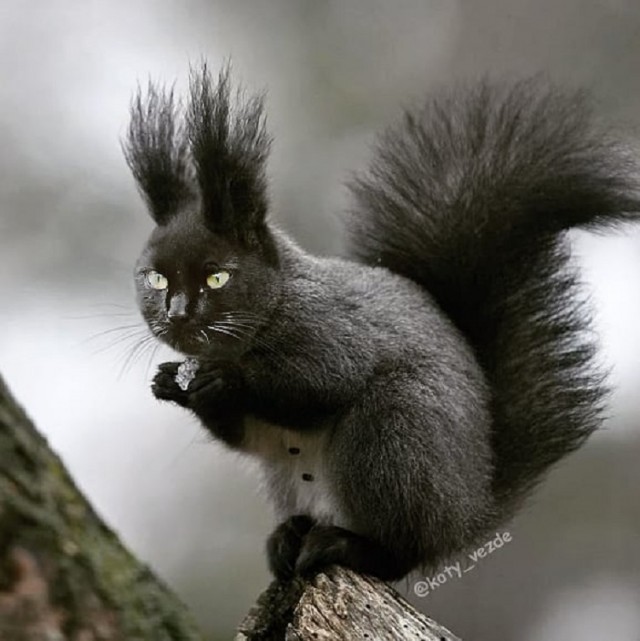 Коты везде