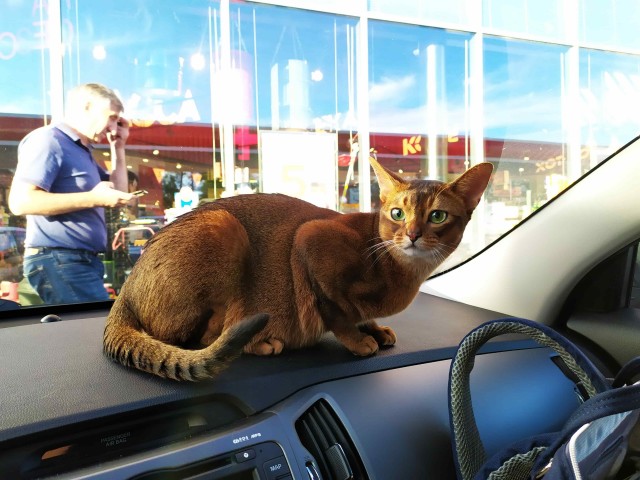 Котовторник