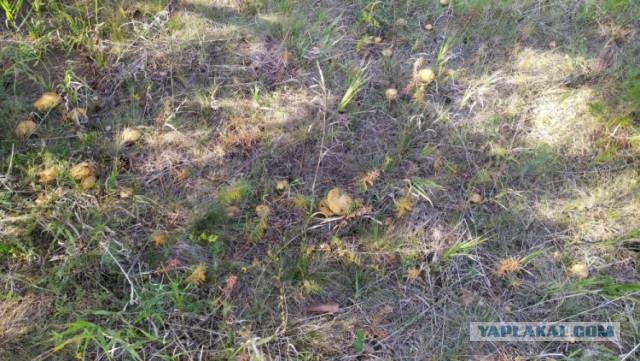 Была тут тема про грибы, вставлю свои пять копеек