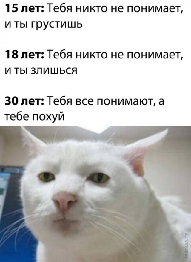 Мем приемлемо кот