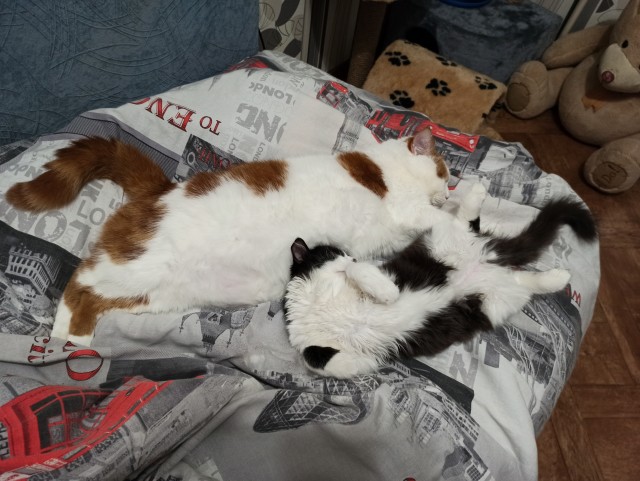 Котовторник 17.11.20