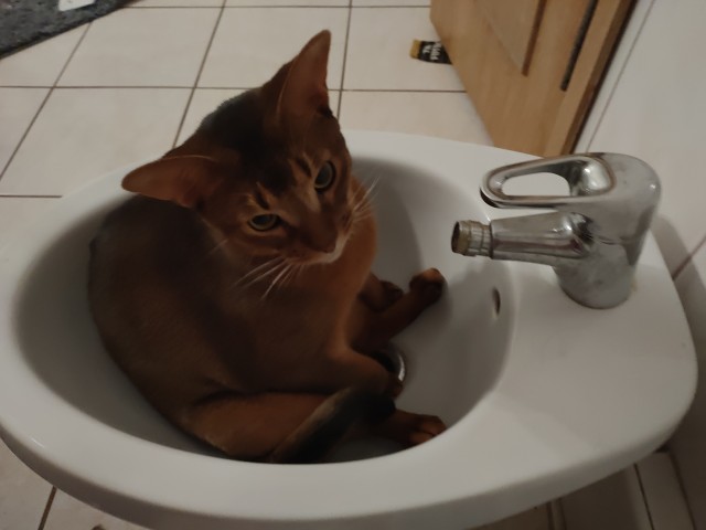 Коты их видят...