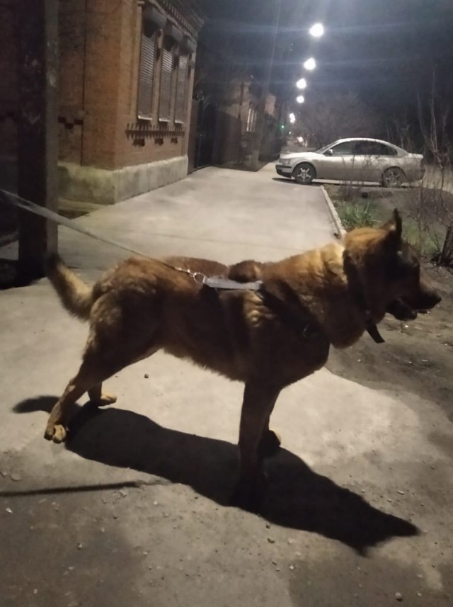 Когда у тебя хаски