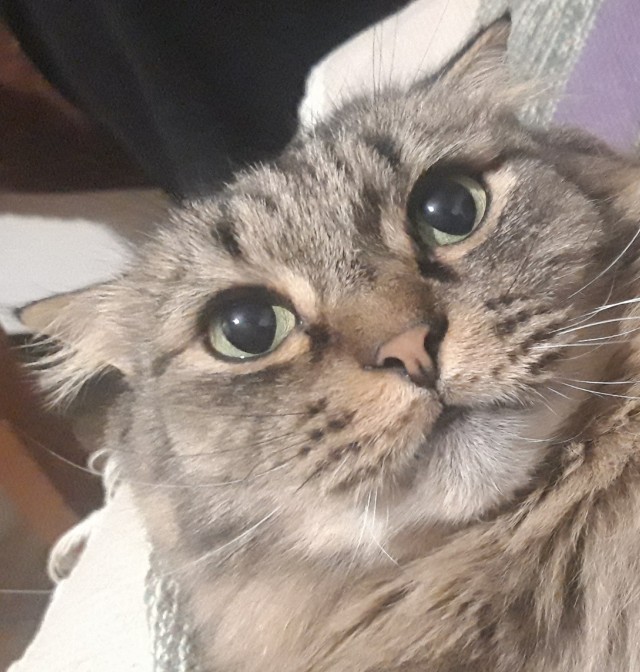 Котовторник. Добавляйте своих