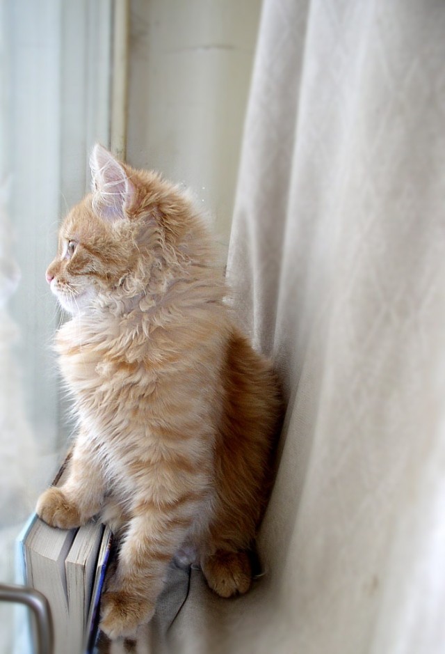 Котёнок смотрит в окно
