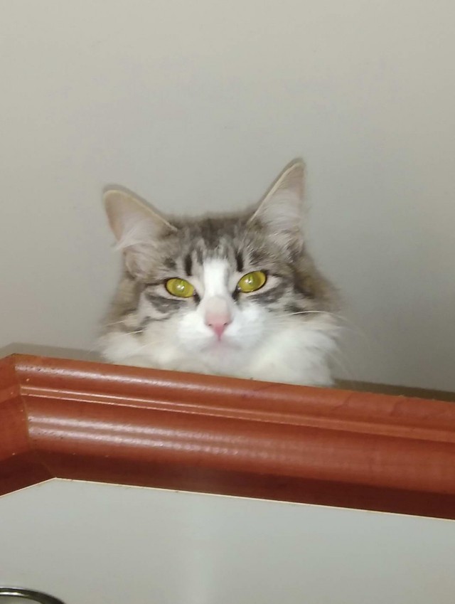 Которник