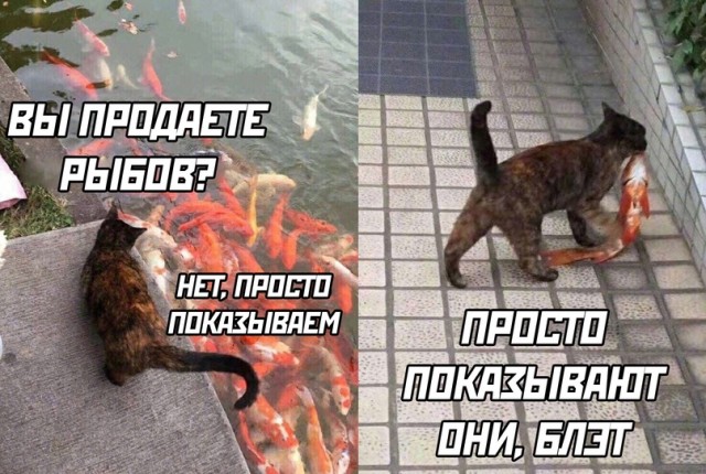Весёлый полтишок 31.08