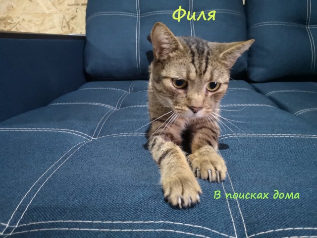 Жизнь домашнего приюта "Котоленд" 309