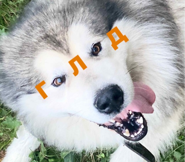А давайте уже собакочетверг!