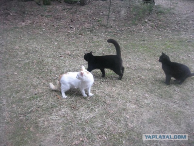 Жизнь домашнего приюта для котеек 384