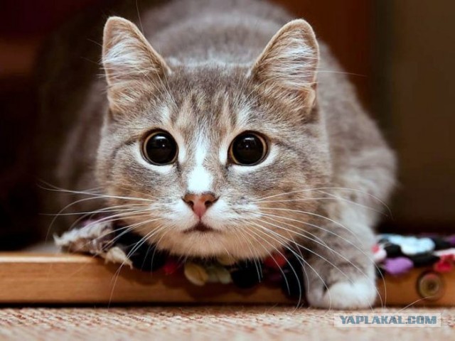Котики в беде