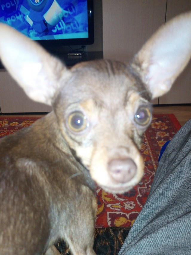 Соседи по участку пришли знакомиться