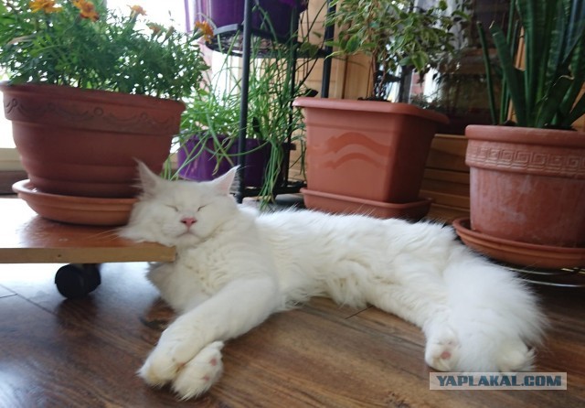 А как спит ваш кошачий?