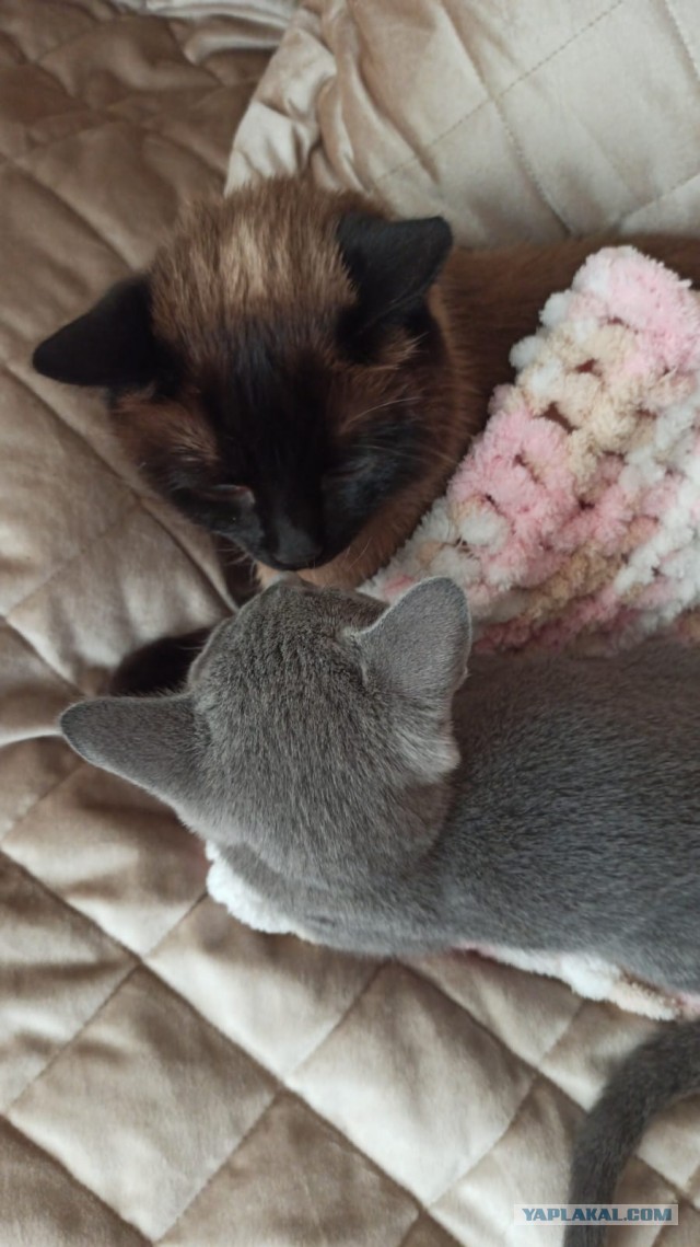 Котовторник 19.07.22