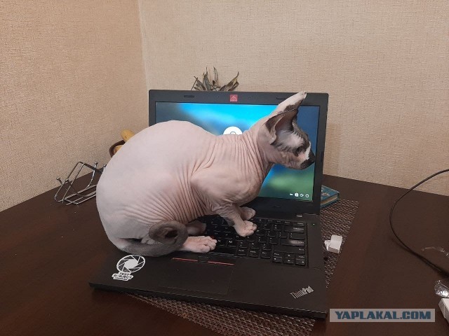 С Котовторником вас! Зовут Чеса!