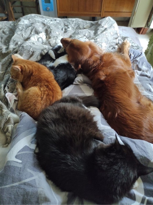 А как вы спите с котиком?