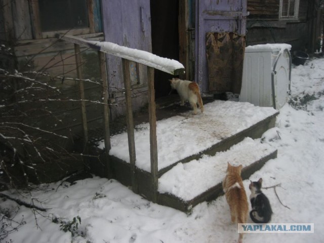 Жизнь домашнего приюта для котеек 422