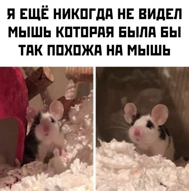 Картинки и мемы для настроения - 119