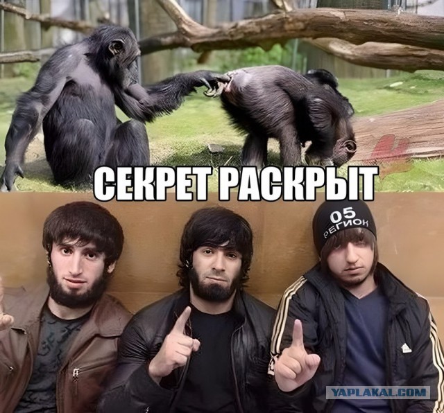 За лезгинку денег не беру!