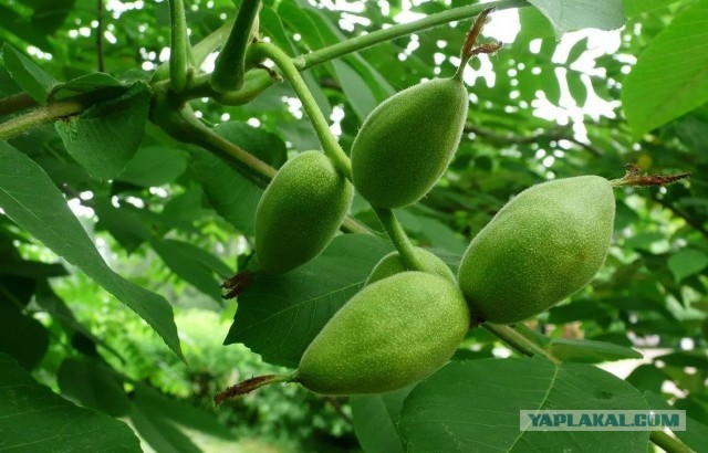 Маньчжурский орех