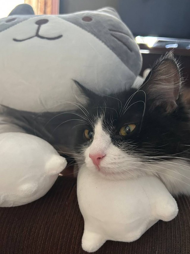 Котовторнику посвящается