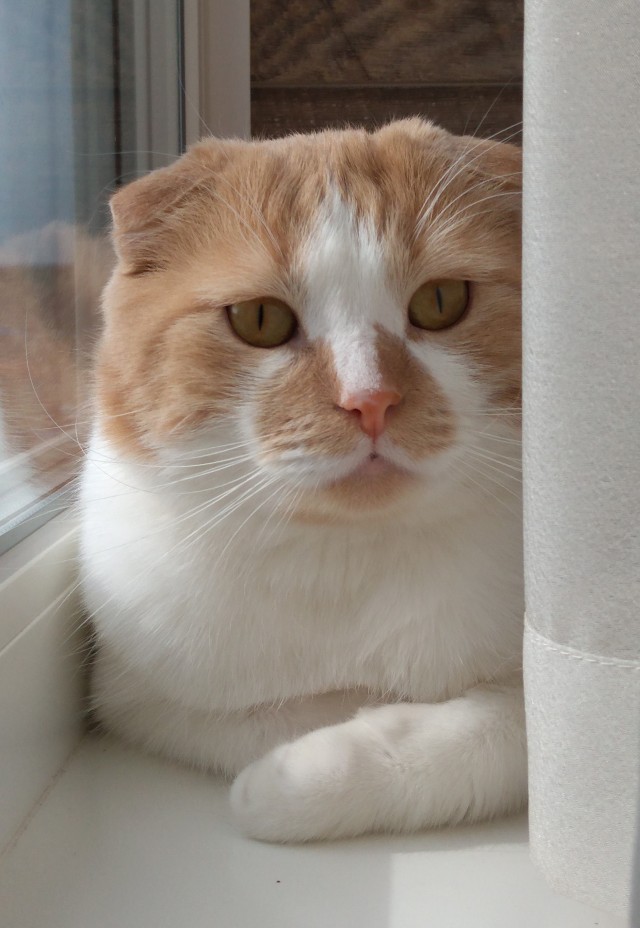 Котовторник