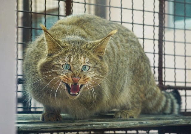 Красота диких кошек